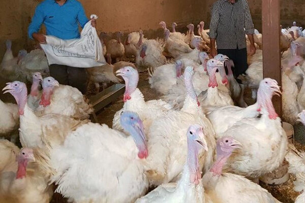 بهره برداری از ۲ واحد پرورش بوقلمون در زنجان