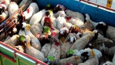 کشف 90راس دام قاچاق در زنجان