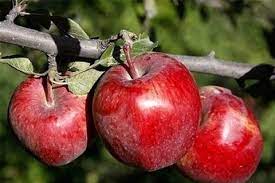 تولید بیش از ۱۳۴ هزار تن سیب در استان زنجان